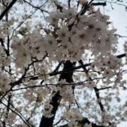 ヒメ日記 2025/03/29 09:20 投稿 雪美 熟女の風俗最終章　鶯谷店