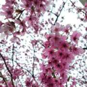 ヒメ日記 2025/04/03 13:20 投稿 雪美 熟女の風俗最終章　鶯谷店