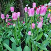 ヒメ日記 2026/01/12 12:06 投稿 雪美 熟女の風俗最終章　鶯谷店