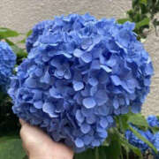 ヒメ日記 2025/06/13 17:31 投稿 さき BAD COMPANY（バッドカンパニー）