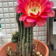 ヒメ日記 2025/08/27 11:54 投稿 さき BAD COMPANY（バッドカンパニー）