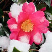 さき 雪化粧してたお花 BAD COMPANY（バッドカンパニー）