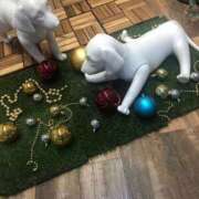 ヒメ日記 2024/12/13 15:31 投稿 みずき 愛知弥富ちゃんこ