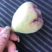 ヒメ日記 2024/12/16 01:31 投稿 みずき 愛知弥富ちゃんこ