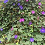 ヒメ日記 2024/12/23 12:21 投稿 みずき 愛知弥富ちゃんこ