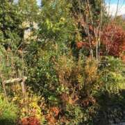 ヒメ日記 2024/12/23 16:21 投稿 みずき 愛知弥富ちゃんこ