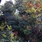 ヒメ日記 2024/12/24 08:13 投稿 みずき 愛知弥富ちゃんこ