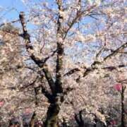 ヒメ日記 2025/03/09 14:21 投稿 みずき 愛知弥富ちゃんこ