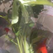 ヒメ日記 2025/04/04 00:21 投稿 みずき 愛知弥富ちゃんこ