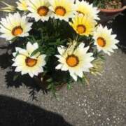 ヒメ日記 2025/06/03 14:41 投稿 みずき 愛知弥富ちゃんこ