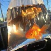 ヒメ日記 2025/07/26 18:51 投稿 みずき 愛知弥富ちゃんこ