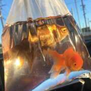 ヒメ日記 2025/08/10 16:31 投稿 みずき 愛知弥富ちゃんこ