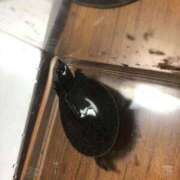 ヒメ日記 2025/11/09 11:41 投稿 みずき 愛知弥富ちゃんこ