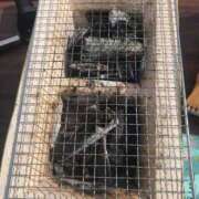 ヒメ日記 2025/11/19 09:01 投稿 みずき 愛知弥富ちゃんこ