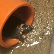 ヒメ日記 2025/12/03 09:01 投稿 みずき 愛知弥富ちゃんこ