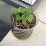 ヒメ日記 2026/01/11 11:20 投稿 みずき 愛知弥富ちゃんこ