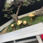 ヒメ日記 2026/01/13 21:41 投稿 みずき 愛知弥富ちゃんこ