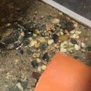 ヒメ日記 2026/01/29 14:41 投稿 みずき 愛知弥富ちゃんこ