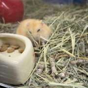 ヒメ日記 2026/01/30 00:11 投稿 みずき 愛知弥富ちゃんこ