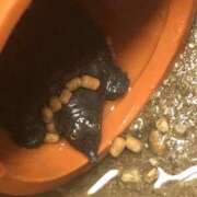 ヒメ日記 2026/02/05 09:41 投稿 みずき 愛知弥富ちゃんこ