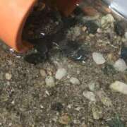 ヒメ日記 2026/03/05 14:21 投稿 みずき 愛知弥富ちゃんこ