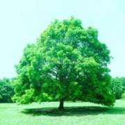 ヒメ日記 2026/03/15 12:52 投稿 やしろ 熟女の風俗最終章 新宿店