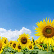 ヒメ日記 2025/08/21 21:42 投稿 みひろちゃん ちょい！ぽちゃロリ倶楽部Hip's馬橋店