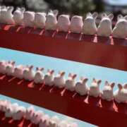 ヒメ日記 2025/03/31 16:52 投稿 ここあ clubさくら京橋店