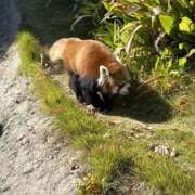 ヒメ日記 2026/02/03 19:42 投稿 ここあ clubさくら京橋店