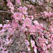 ヒメ日記 2026/03/22 21:54 投稿 のの『プレミアキャスト』 CANDY