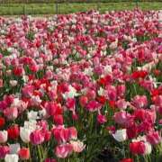 ヒメ日記 2026/04/12 13:24 投稿 のの『プレミアキャスト』 CANDY