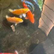 ヒメ日記 2025/04/12 20:54 投稿 ひかる『プレミアキャスト』 CANDY