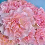 ヒメ日記 2025/08/14 09:54 投稿 ひかる『プレミアキャスト』 CANDY