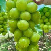 ヒメ日記 2025/08/27 23:04 投稿 ひかる『プレミアキャスト』 CANDY