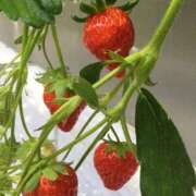 ヒメ日記 2026/02/26 08:54 投稿 みさき『プレミアキャスト』 CANDY