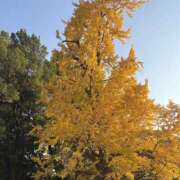 ヒメ日記 2025/12/04 12:03 投稿 みな ミルクハート（ユメオト）