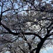 ヒメ日記 2025/04/11 11:37 投稿 のあ 夜這い茶屋 はなれ