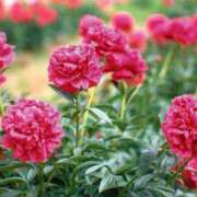 ヒメ日記 2025/05/15 21:20 投稿 ちひろ 舐めフェチの会