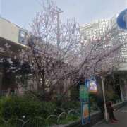 ヒメ日記 2025/03/27 12:19 投稿 りさ ギン妻パラダイス 十三店