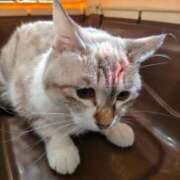 ヒメ日記 2025/10/06 13:26 投稿 りさ ギン妻パラダイス 十三店