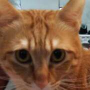 ヒメ日記 2026/01/20 11:27 投稿 りさ ギン妻パラダイス 十三店