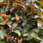 ヒメ日記 2025/11/05 21:02 投稿 さくらこ The White