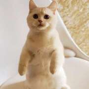 ヒメ日記 2025/09/18 22:17 投稿 ゆん 渋谷FLAMINGO