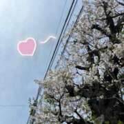 ヒメ日記 2024/04/09 12:20 投稿 ほのか Sakura Spa