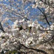 ヒメ日記 2025/04/07 12:01 投稿 ほのか Sakura Spa