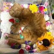 ヒメ日記 2025/05/07 00:30 投稿 牧野 らぃか SUMIRE