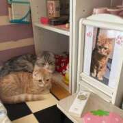 ヒメ日記 2025/07/12 03:09 投稿 牧野 らぃか SUMIRE