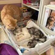 ヒメ日記 2026/02/20 11:08 投稿 牧野 らぃか SUMIRE