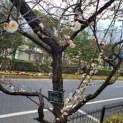 ヒメ日記 2025/03/11 23:01 投稿 やよい 西船人妻花壇