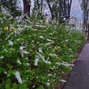 ヒメ日記 2025/03/24 00:15 投稿 やよい 西船人妻花壇